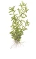 Mobile Preview: Rotala rotundifolia Green